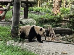 -都江堰中华大熊猫苑