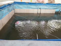 -小象钓虾·营地烧烤(洛溪店)
