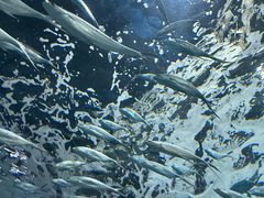 -上海海洋水族馆