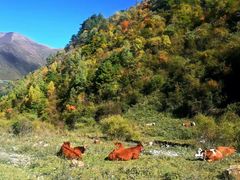 -卧牛山森林公园