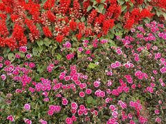 -东莞植物园