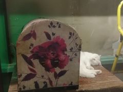 -猫咪博物馆(顶澳仔猫街店)