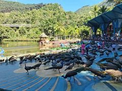 -西双版纳原始森林公园