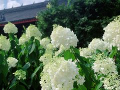 -古大圣慈寺