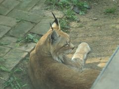 -青藏高原野生动物园