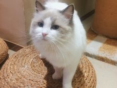 -藏猫猫咖啡主题馆(中央大道店)