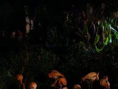 -清迈夜间动物园