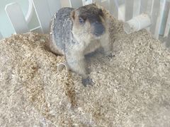 -怪兽屋·羊驼·猫咖·狗咖(俊华广场店)