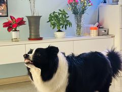 -艾贝尔宠物医院 ·内科全科(梁溪路店)