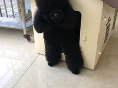 -瑞鹏宠物医院·骨科·猫科·内科(第一中心)