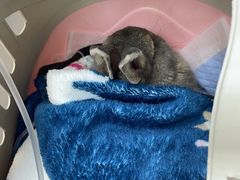 -爱侣宠医·鹦鹉专科·小型哺乳类·异宠专科(灵石路店)