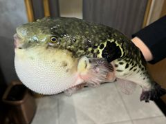 -鲐赏河豚(长寿店)