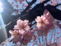 -顾村公园