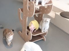 -飞行喵MR PILOT|猫舍·猫咖(静安大融城店)