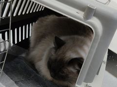 -心仪动物医院·牙专科·肿瘤·心脏科(西客站院)