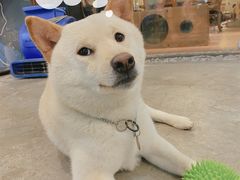 -more than meow吴止猫主题餐厅(承德 中船汇店)