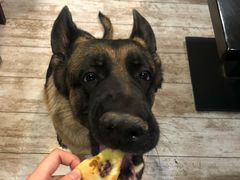 -百好乐宠物友好餐厅(朝外大街店)