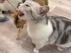 -BABIT巴比特宠物(MOMOPARK店)