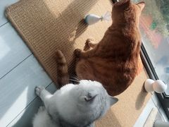-70cat德文卷毛猫·缅因猫纯种猫舍