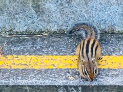 -五营红松林海景区