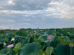 -池杉湖湿地公园