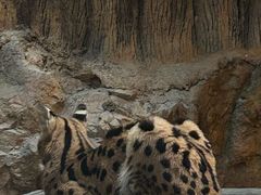 -清迈夜间动物园