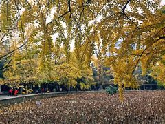 -四川大学(华西校区)