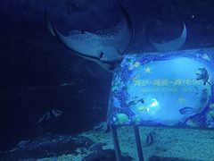 -烟台海昌鲸鲨海洋公园