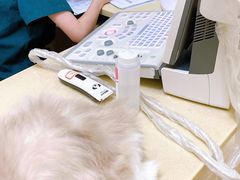 -瑞派康怡24h宠物医院·犬猫医疗中心·微创绝育(瑞景分院)