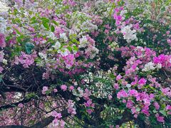 -深圳国际园林花卉博览园