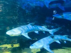 -烟台海昌鲸鲨海洋公园