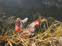 -俭寨大盘鸡·缸子肉·小公鸡·新疆菜(云通店)
