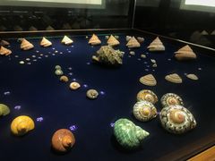 -青岛贝壳博物馆