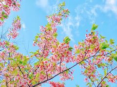 -顾村公园