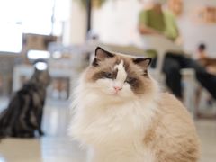 -藏猫猫咖啡主题馆(中央大道店)