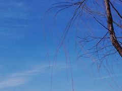 -象湖生态湿地公园