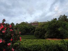 -雁南飞茶田景区
