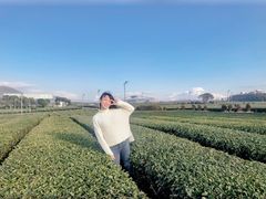 -雪绿茶博物馆