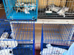 -青石桥花鸟鱼虫市场(叠翠城店)