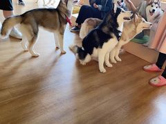 -Husky Go! 哈士奇体验馆·宠物咖啡厅狗咖