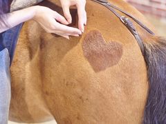 -松声马术俱乐部