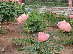 -曹州牡丹园