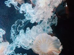 -鹿儿岛水族馆
