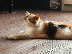 -猫岛主趣味餐厅(鼓浪屿店)