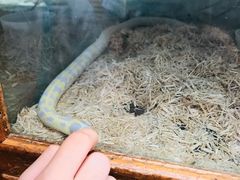 -上海大自然野生昆虫馆(东方明珠·爬宠昆虫探索中心)
