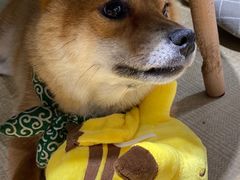 -逗柴咖啡屋·狗咖猫咖宠物桌游