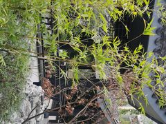 -无锡师范学校附属小学(学前街校区)