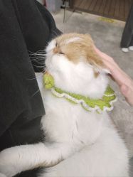 -蚂蚁造型俱乐部