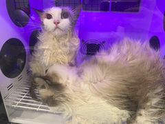 -袖虎猫馆(十亩地店)