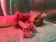 -萌兽医馆·犬猫专科·眼科中心·宠物医院(朝阳门分院)